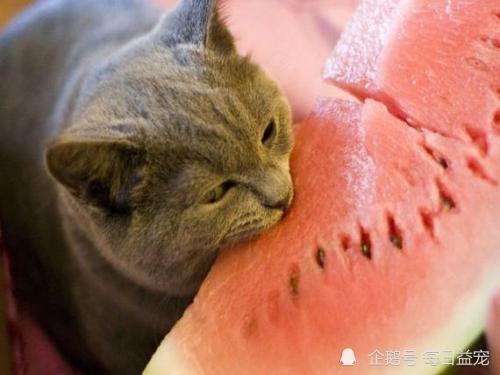 娱乐吃瓜酱小动物视频,小动物娱乐视频大盘点 第3张 娱乐吃瓜酱小动物视频,小动物娱乐视频大盘点 第3张